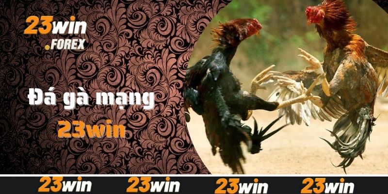 Giới thiệu tổng quan về hình thức cược đá gà mạng