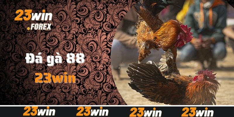 Giới thiệu về đá gà 88 siêu hấp dẫn